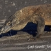 dragon_komodo_hsb_rinca_h_1107_kom2884.jpg